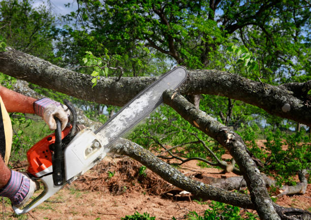 affordable tree removal services in Lapeer MI

budget tree cutting Genesee County

emergency tree removal Lapeer Michigan

cheap tree removal near me Genesee

top rated low cost tree service in Lapeer

professional tree removal Lapeer MI

low cost stump removal Genesee County

tree trimming and removal in Lapeer MI